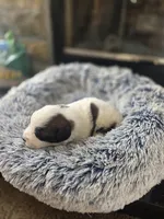 Puppy D - Male, a male Saint Bernard for sale in Logan, OH – 5 of 10
