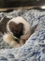 Puppy F - Male, a male Saint Bernard for sale in Logan, OH – 4 of 10