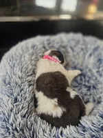 Puppy C - Female, a female Saint Bernard for sale in Logan, OH – 4 of 8