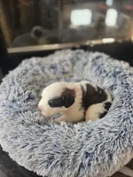 Puppy E - Female, a female Saint Bernard for sale in Logan, OH – 6 of 9