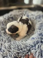 Puppy F - Male, a male Saint Bernard for sale in Logan, OH – 3 of 10