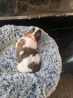 Puppy G - Female, a female Saint Bernard for sale in Logan, OH – 5 of 10