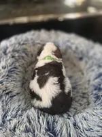 Puppy F - Male, a male Saint Bernard for sale in Logan, OH – 9 of 10