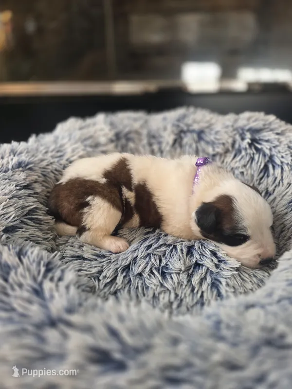 Puppy A - Female – Saint Bernard puppy for sale in Logan, OH
