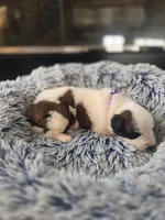 Puppy A - Female, a female Saint Bernard for sale in Logan, OH – 1 of 8
