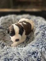Puppy G - Female, a female Saint Bernard for sale in Logan, OH – 1 of 10