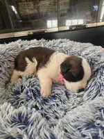 Puppy C - Female, a female Saint Bernard for sale in Logan, OH – 5 of 8