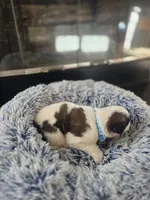 Puppy B - Male, a male Saint Bernard for sale in Logan, OH – 5 of 5