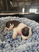 Puppy C - Female, a female Saint Bernard for sale in Logan, OH – 3 of 8