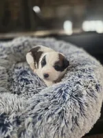 Puppy D - Male, a male Saint Bernard for sale in Logan, OH – 10 of 10