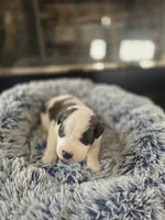 Puppy B - Male, a male Saint Bernard for sale in Logan, OH – 3 of 5