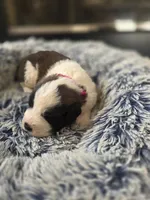 Puppy C - Female, a female Saint Bernard for sale in Logan, OH – 8 of 8