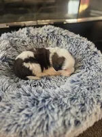 Puppy F - Male, a male Saint Bernard for sale in Logan, OH – 10 of 10
