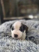 Puppy C - Female, a female Saint Bernard for sale in Logan, OH – 6 of 8
