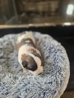 Puppy G - Female, a female Saint Bernard for sale in Logan, OH – 4 of 10