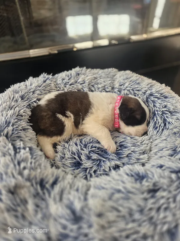 Puppy C - Female – Saint Bernard puppy for sale in Logan, OH