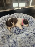 Puppy C - Female, a female Saint Bernard for sale in Logan, OH – 1 of 8