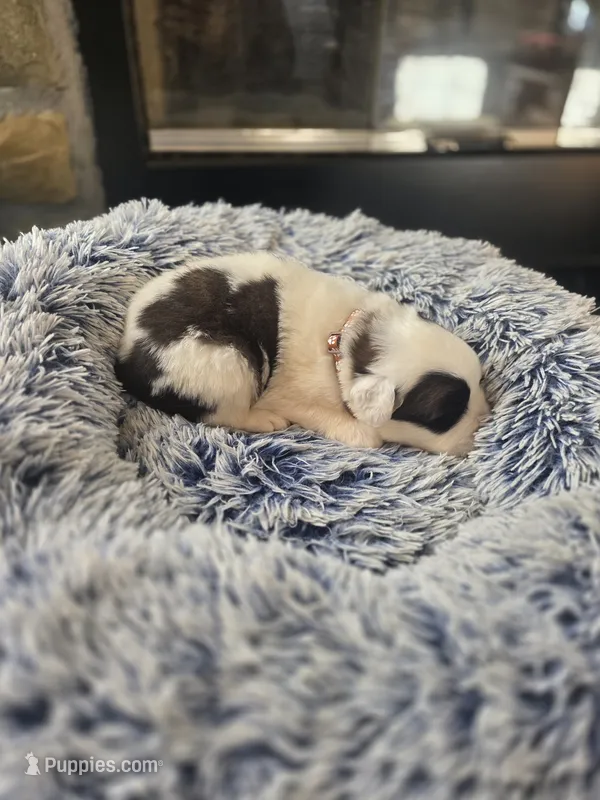 Puppy D - Male – Saint Bernard puppy for sale in Logan, OH