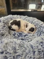 Puppy D - Male, a male Saint Bernard for sale in Logan, OH – 1 of 10