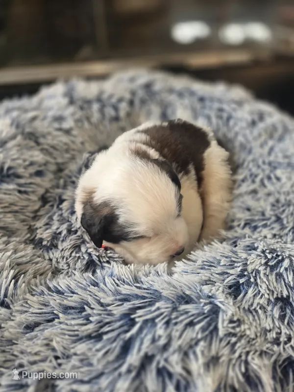 Puppy E - Female – Saint Bernard puppy for sale in Logan, OH