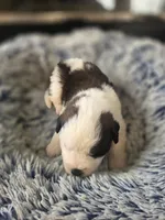 Puppy F - Male, a male Saint Bernard for sale in Logan, OH – 7 of 10