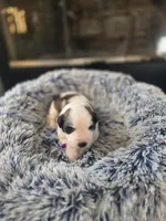 Puppy A - Female, a female Saint Bernard for sale in Logan, OH – 5 of 8