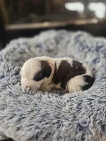 Puppy E - Female, a female Saint Bernard for sale in Logan, OH – 8 of 9