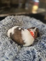 Puppy G - Female, a female Saint Bernard for sale in Logan, OH – 8 of 10