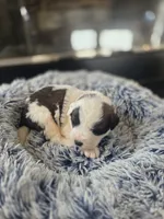 Puppy D - Male, a male Saint Bernard for sale in Logan, OH – 2 of 10