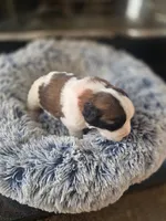 Puppy G - Female, a female Saint Bernard for sale in Logan, OH – 9 of 10