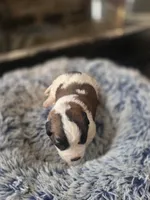 Puppy G - Female, a female Saint Bernard for sale in Logan, OH – 7 of 10