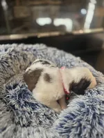 Puppy E - Female, a female Saint Bernard for sale in Logan, OH – 9 of 9