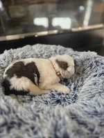 Puppy D - Male, a male Saint Bernard for sale in Logan, OH – 4 of 10
