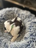 Puppy F - Male, a male Saint Bernard for sale in Logan, OH – 8 of 10
