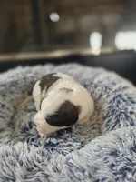 Puppy D - Male, a male Saint Bernard for sale in Logan, OH – 6 of 10