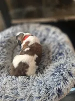 Puppy G - Female, a female Saint Bernard for sale in Logan, OH – 6 of 10