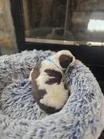 Puppy B - Male, a male Saint Bernard for sale in Logan, OH – 2 of 5