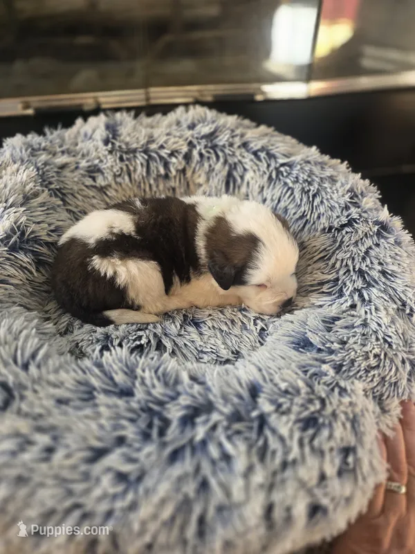 Puppy F - Male – Saint Bernard puppy for sale in Logan, OH