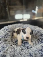 Puppy B - Male, a male Saint Bernard for sale in Logan, OH – 1 of 5