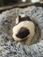 Puppy F - Male, a male Saint Bernard for sale in Logan, OH – 2 of 10