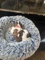 Puppy G - Female, a female Saint Bernard for sale in Logan, OH – 3 of 10