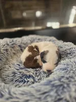 Puppy A - Female, a female Saint Bernard for sale in Logan, OH – 2 of 8