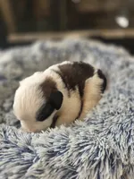 Puppy E - Female, a female Saint Bernard for sale in Logan, OH – 2 of 9