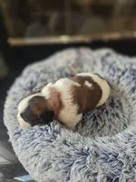 Puppy G - Female, a female Saint Bernard for sale in Logan, OH – 2 of 10