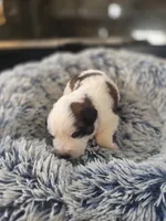 Puppy A - Female, a female Saint Bernard for sale in Logan, OH – 3 of 8