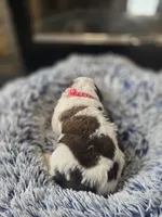Puppy E - Female, a female Saint Bernard for sale in Logan, OH – 4 of 9