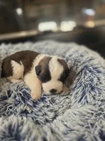 Puppy C - Female, a female Saint Bernard for sale in Logan, OH – 7 of 8