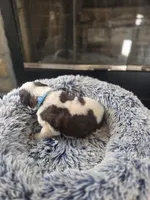 Puppy B - Male, a male Saint Bernard for sale in Logan, OH – 4 of 5