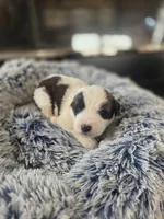 Puppy D - Male, a male Saint Bernard for sale in Logan, OH – 9 of 10