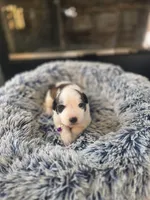 Puppy A - Female, a female Saint Bernard for sale in Logan, OH – 6 of 8